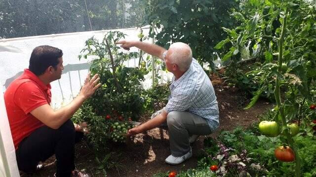 Bu domates bildiklerinizden çok farklı! Bir kökten yüzün üzerinde ürün veriyor