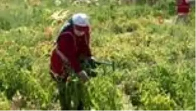- Denetimli serbestlikte yetiştirdiler, ihtiyaç sahiplerine gidiyor - Denetimli serbestlikte yetiştirdiler, ihtiyaç sahiplerine gidiyor