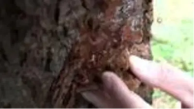 Doğu Karadeniz Ormanları yaklaşık 3 milyon 'terminatör böcek'le korunuyor Doğu Karadeniz Ormanları yaklaşık 3 milyon 'terminatör böcek'le korunuyor