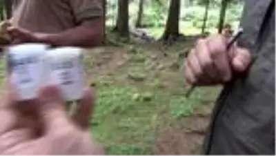 Doğu Karadeniz Ormanları yaklaşık 3 milyon 'terminatör böcek'le korunuyor Doğu Karadeniz Ormanları yaklaşık 3 milyon 'terminatör böcek'le korunuyor