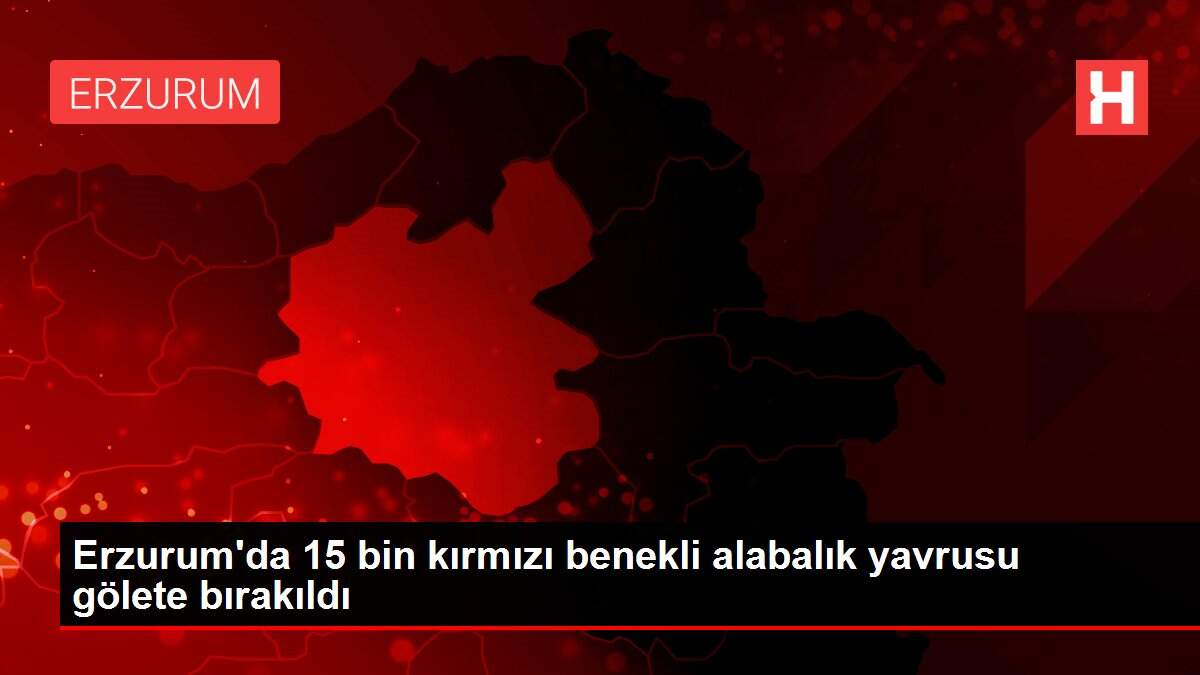 Erzurum'da 15 bin kırmızı benekli alabalık yavrusu gölete bırakıldı