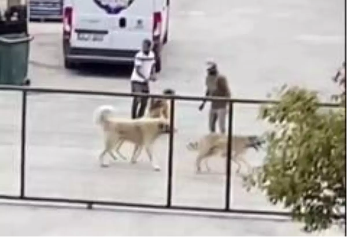 İstanbul'da köpekleri acımasızca kavga ettirdiler