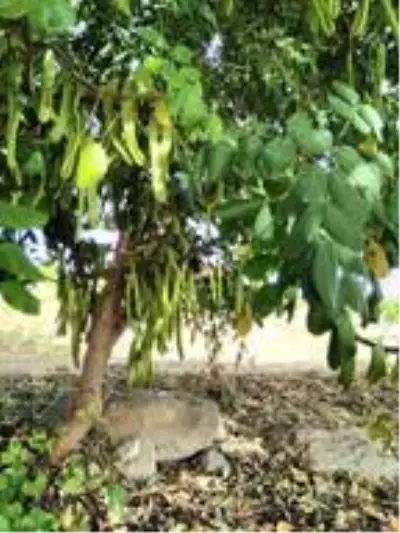 Keçiboynuzunun ekonomiye yıllık katkısı 30 milyon TL