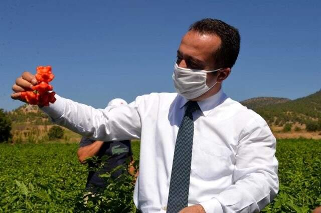 Osmanlı'dan miras 'Kamber' biberinin hasadı başladı