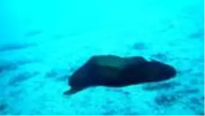 Saros Körfezi'nde İspanyol dansçısı balığı görüntülendi