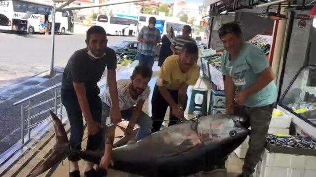 Tekirdağ'da sergilenen 141 kiloluk dev orkinosu görenler gözlerine inanamadı