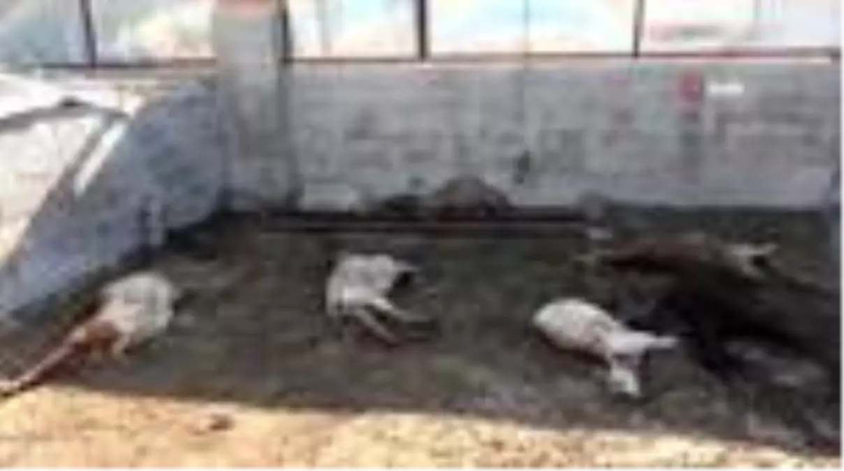 Ahıra giren sokak köpekleri 7 keçiyi telef etti, keçilerin sahibi gözyaşlarına boğuldu