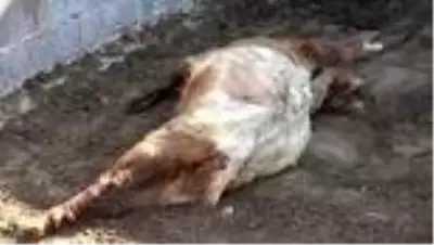 Ahıra giren sokak köpekleri 7 keçiyi telef etti, keçilerin sahibi gözyaşlarına boğuldu
