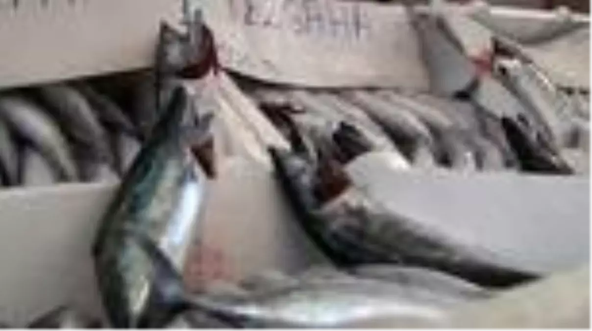 Balık ağındaki bereket herkesi memnun ediyor