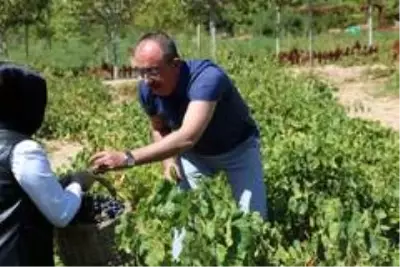 Başkan Kavuş bağbozumu yaptı, pekmez kaynattı Başkan Kavuş bağbozumu yaptı, pekmez kaynattı