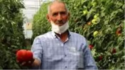 Bombus arıları kullanılarak yetiştirilen domateslerin tanesi 1 kilo geliyor Bombus arıları kullanılarak yetiştirilen domateslerin tanesi 1 kilo geliyor