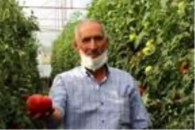 Bombus arıları kullanılarak yetiştirilen domateslerin tanesi 1 kilo geliyor Bombus arıları kullanılarak yetiştirilen domateslerin tanesi 1 kilo geliyor