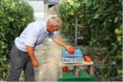 Bombus arıları kullanılarak yetiştirilen domateslerin tanesi 1 kilo geliyor Bombus arıları kullanılarak yetiştirilen domateslerin tanesi 1 kilo geliyor