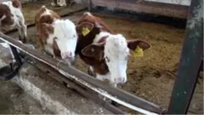 Son Dakika Haberleri Dogu Da Sap Asilama Kampanyasi Baslatildi Erzurum