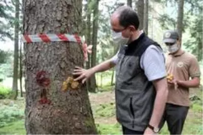 Doğu Karadeniz Ormanları yaklaşık 3 milyon 'terminatör böcek'le korunuyor Doğu Karadeniz Ormanları yaklaşık 3 milyon 'terminatör böcek'le korunuyor