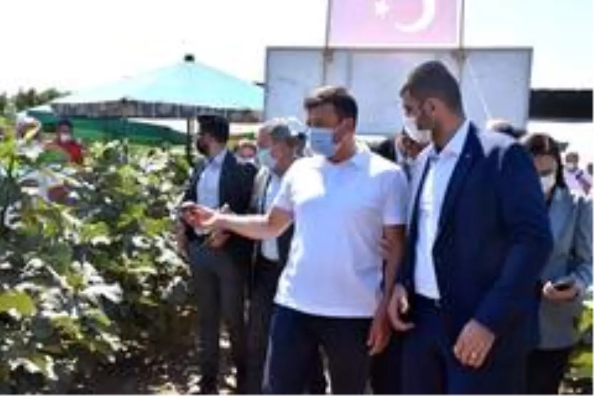 İzmirli çiftçi, Türkiye'de ilk kez 'Sık Dikim' ve 'Telli Terbiye' ile incir yetiştirdi