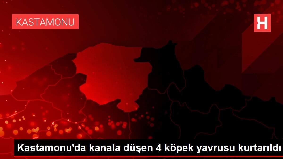 Kastamonu'da kanala düşen 4 köpek yavrusu kurtarıldı Kastamonu'da kanala düşen 4 köpek yavrusu kurtarıldı