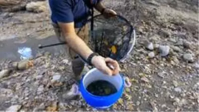 Kuruma noktasına gelen kanyondaki dereden yavru balıkları böyle kurtardılar Kuruma noktasına gelen kanyondaki dereden yavru balıkları böyle kurtardılar