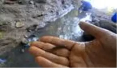 Kuruyan deredeki yavru balıkları kurtardılar Kuruyan deredeki yavru balıkları kurtardılar