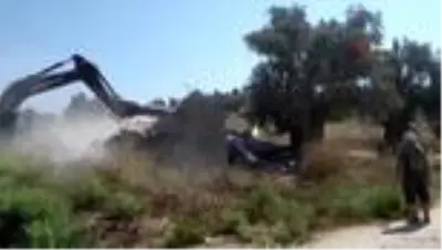 Kuşadası'nda 1500 Yıllık zeytin ağacına bitişik yapılan villa belediye tarafından yıkıldı Kuşadası'nda 1500 Yıllık zeytin ağacına bitişik yapılan villa belediye tarafından yıkıldı