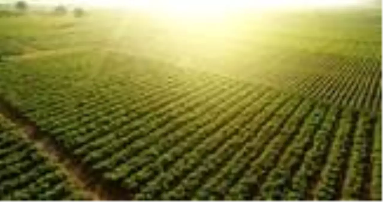 Tütün ihracatında hedef 1 milyar dolar