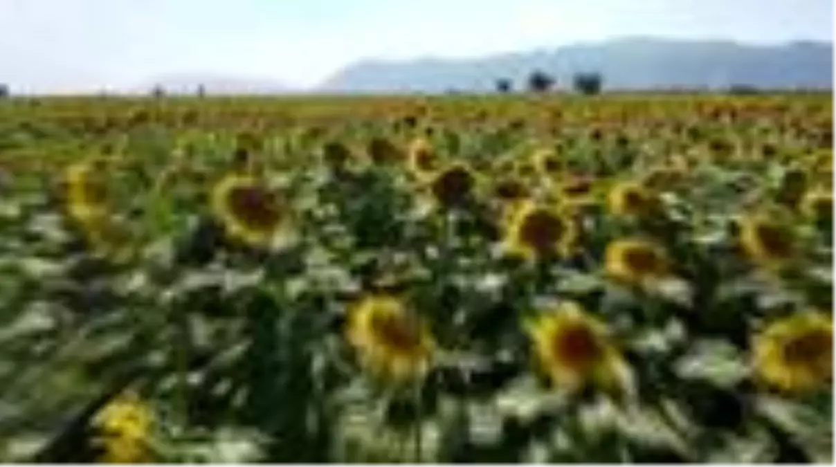 Aydın'da ayçiçek ekim alanında artış