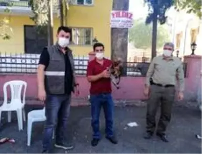 Bitkin bulunan yavru Kızıl Şahin koruma altına alındı Bitkin bulunan yavru Kızıl Şahin koruma altına alındı
