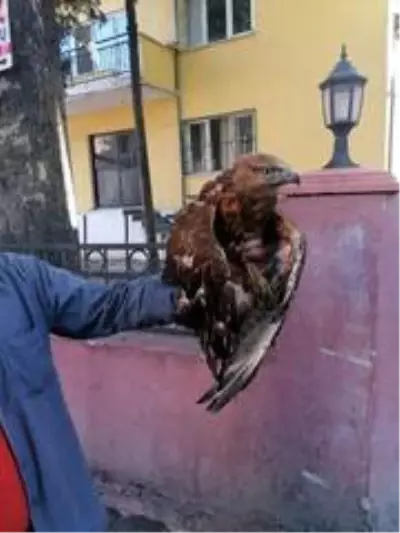 Bitkin bulunan yavru Kızıl Şahin koruma altına alındı Bitkin bulunan yavru Kızıl Şahin koruma altına alındı