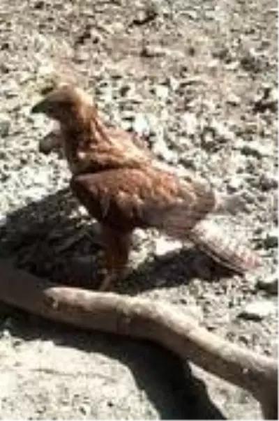 Bitkin bulunan yavru Kızıl Şahin koruma altına alındı Bitkin bulunan yavru Kızıl Şahin koruma altına alındı