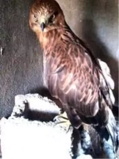 Bitkin bulunan yavru Kızıl Şahin koruma altına alındı Bitkin bulunan yavru Kızıl Şahin koruma altına alındı
