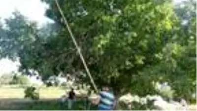 Ekmek parası için cambaz gibi ceviz ağaçlarına çıkıyor Ekmek parası için cambaz gibi ceviz ağaçlarına çıkıyor