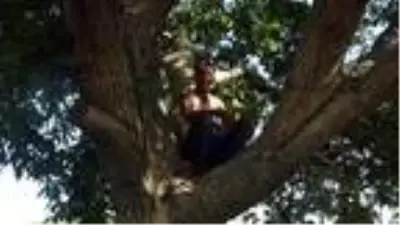 Ekmek parası için cambaz gibi ceviz ağaçlarına çıkıyor Ekmek parası için cambaz gibi ceviz ağaçlarına çıkıyor