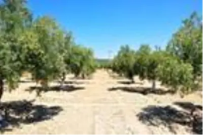 Manisa'da çöl sıcakları zeytin ağaçlarını kuruttu
