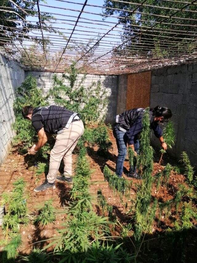 Evinde kenevir yetiştiren vatandaştan pes dedirten savunma: Şeker hastasıyım, hastalığıma iyi geliyor