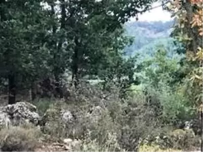 İki gün önce kaybolan genç, ağaçta asılı halde bulundu İki gün önce kaybolan genç, ağaçta asılı halde bulundu