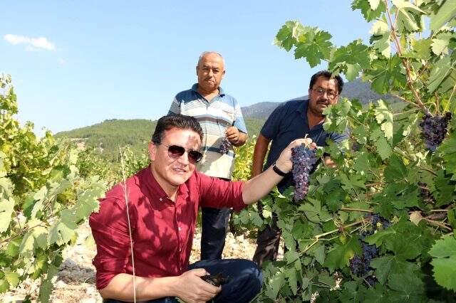 80 yıldır sadece yağmur suyuyla yetişiyor, hasadı 1 ay sürüyor