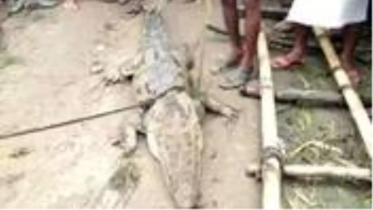 Bu da oldu! Timsahı rehin alan köylüler, yetkililerden 680 dolar fidye istedi