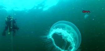 ANTALYA Marmara'da görülen ay denizanası için uyarı: Değdiğinde yakar