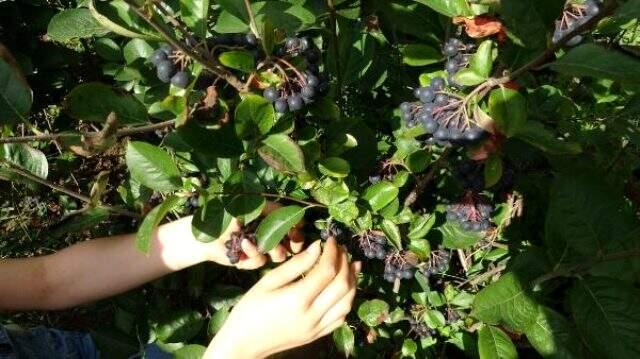 Bir dönüm araziden 40 bin lira kazandırıyor! Ana vatanı Kuzey Amerika olan aronya meyvesini Trabzon'da yetiştirdi