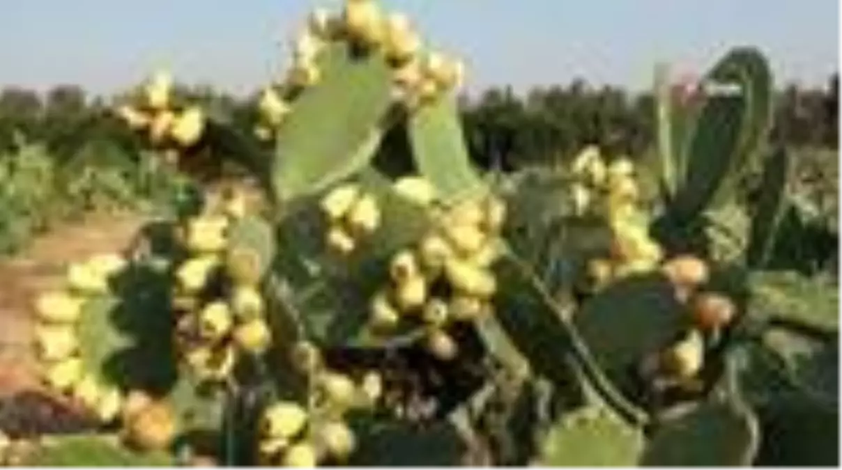 Dikenli incirden dondurma üretilecek