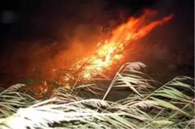 Gece yarısı korkutan yangın: 500 dönüm anız alev alev yandı Gece yarısı korkutan yangın: 500 dönüm anız alev alev yandı