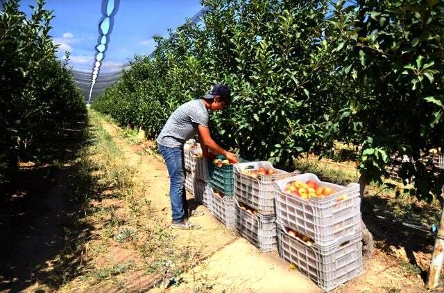 Konyalı çiftçinin ürettiği elmalar henüz dalından toplanmadan 20 ülkeye satılıyor Konyalı çiftçinin ürettiği elmalar henüz dalından toplanmadan 20 ülkeye satılıyor