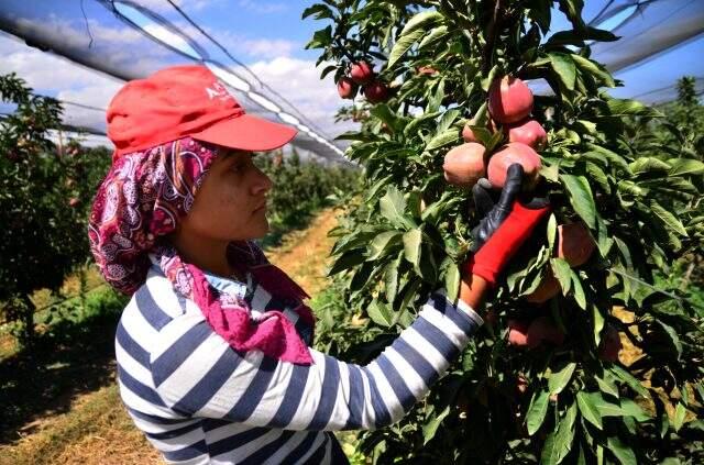Konyalı çiftçinin ürettiği elmalar henüz dalından toplanmadan 20 ülkeye satılıyor Konyalı çiftçinin ürettiği elmalar henüz dalından toplanmadan 20 ülkeye satılıyor