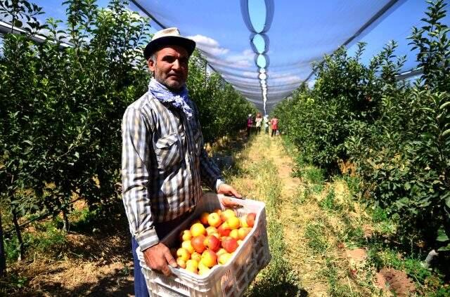 Konyalı çiftçinin ürettiği elmalar henüz dalından toplanmadan 20 ülkeye satılıyor Konyalı çiftçinin ürettiği elmalar henüz dalından toplanmadan 20 ülkeye satılıyor