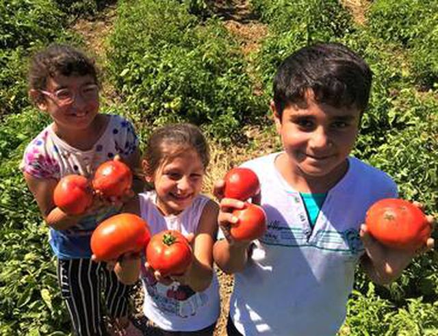 Tarlada 1 lira olan sofralık domates 5 katı fiyatla mutfağa giriyor