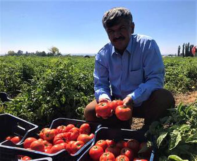 Tarlada 1 lira olan sofralık domates 5 katı fiyatla mutfağa giriyor