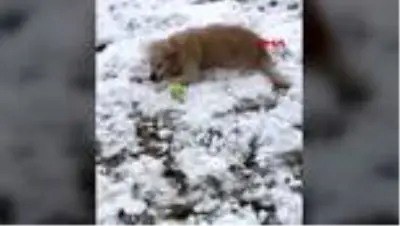 ISPARTA Tedaviye götürdüğü köpeğinin yanlış tedavi sonucu öldüğünü iddia etti ISPARTA Tedaviye götürdüğü köpeğinin yanlış tedavi sonucu öldüğünü iddia etti