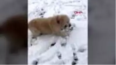 ISPARTA Tedaviye götürdüğü köpeğinin yanlış tedavi sonucu öldüğünü iddia etti ISPARTA Tedaviye götürdüğü köpeğinin yanlış tedavi sonucu öldüğünü iddia etti