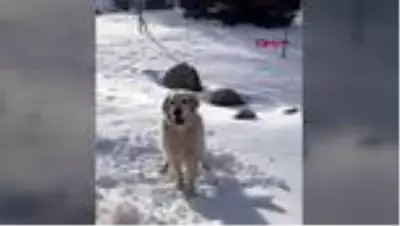 ISPARTA Tedaviye götürdüğü köpeğinin yanlış tedavi sonucu öldüğünü iddia etti ISPARTA Tedaviye götürdüğü köpeğinin yanlış tedavi sonucu öldüğünü iddia etti