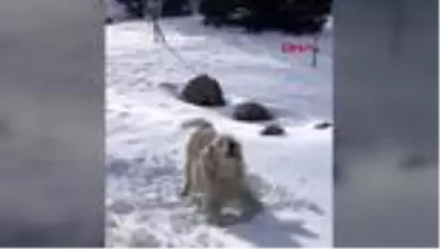 ISPARTA Tedaviye götürdüğü köpeğinin yanlış tedavi sonucu öldüğünü iddia etti ISPARTA Tedaviye götürdüğü köpeğinin yanlış tedavi sonucu öldüğünü iddia etti